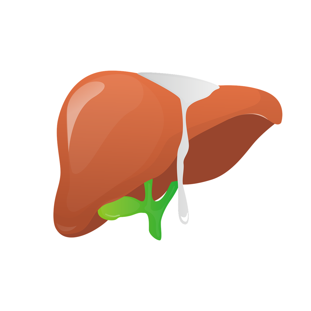 The Connection Between Medications and Liver Health
