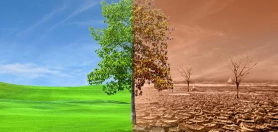 تأثير تلوث الهواء على النباتات