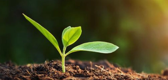 تأثير الملوحة على النباتات