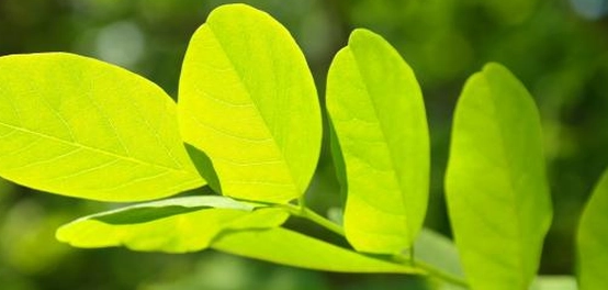 الضوء: عامل أساسي لنمو النباتات