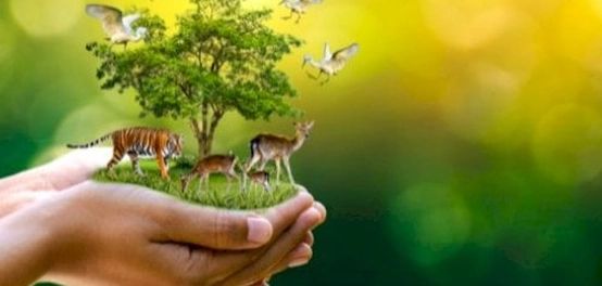 عالم الحيوان: رحلة استكشافية في تنوع الكائنات