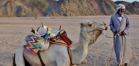 خصائص سكان البيئة الصحراوية