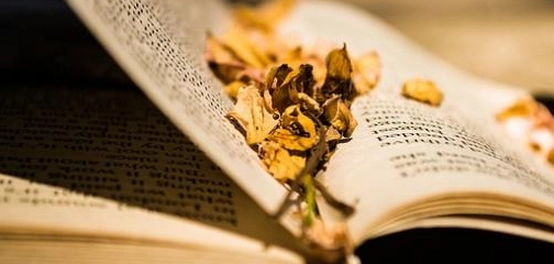 أجمل العبارات عن النجاح، السعادة، الحب والأمل