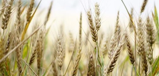 الفرق بين القمح الصلب والقمح الطري