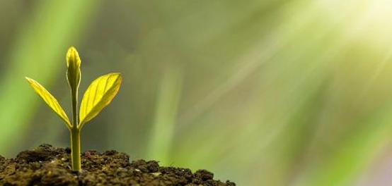 أسباب جفاف أطراف أوراق النباتات