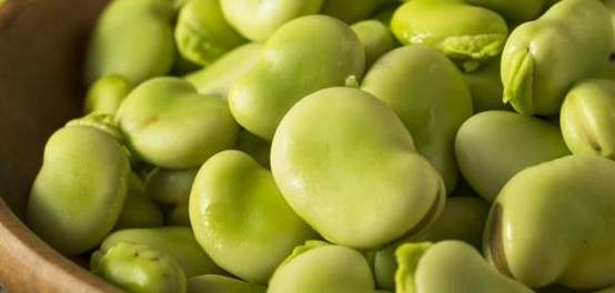 حساسية الفول و نقص إنزيم G6PD