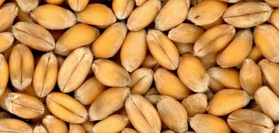حساسية القمح: الأعراض، المخاطر، والعلاج
