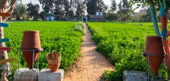 الزراعة في مصر: دراسة جغرافية شاملة
