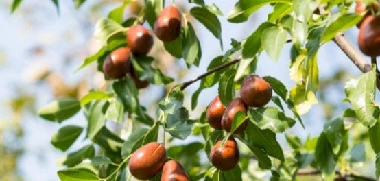 خصائص ثمار شجرة النبق وفوائدها الصحية