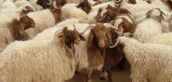 زكاة الأنعام: دليل شامل
