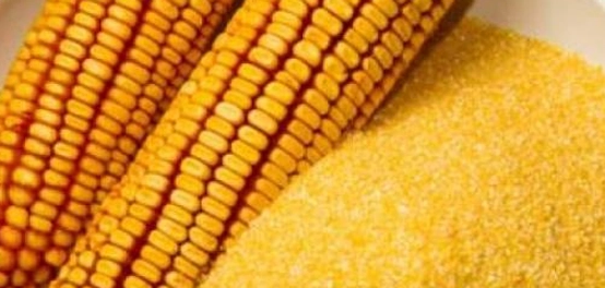 فوائد دقيق الذرة الصحية و تأثيره على مرضى السكري