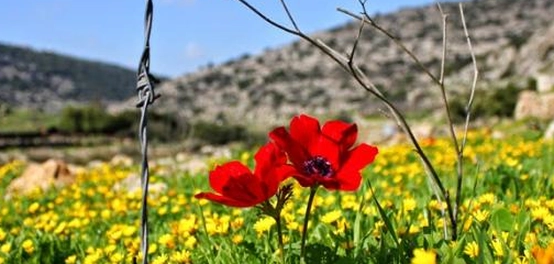 المساحات السهلية في فلسطين: دليل شامل