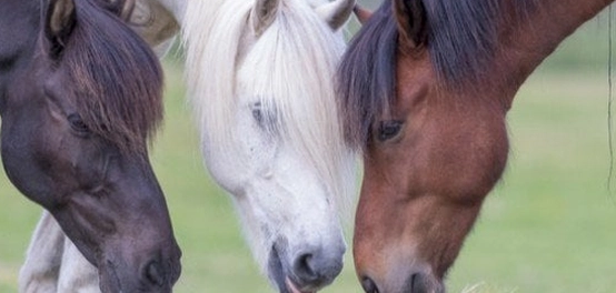 كنز أسماء الخيول العربية الأصيلة