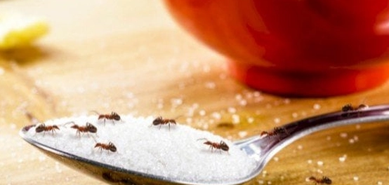 دليل الحشرات الزاحفة المنزلية الشائعة