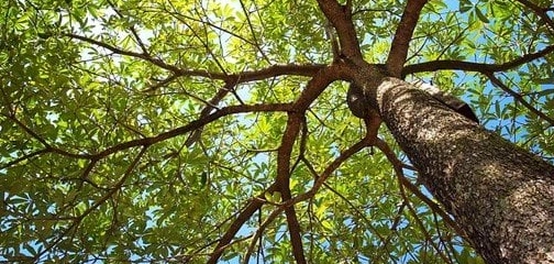أشجار الجنة: وصفٌ لبعض نباتاتها المباركة