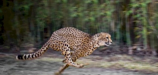 أسرع الكائنات الحية على وجه الأرض