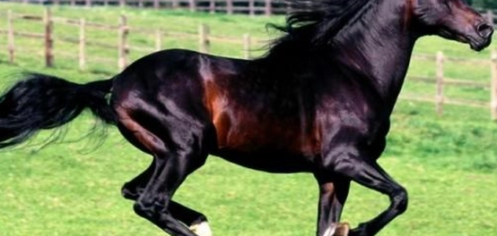 أبطال السرعة: عالم الخيل السريع
