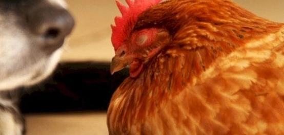 حقائق مدهشة عن نوم الدجاج