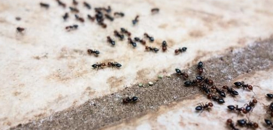 غزو النمل: أسباب وجوده في المنزل وكيفية التخلص منه