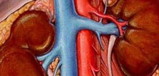 أمراض الكلى: الأسباب، الأعراض، الوقاية