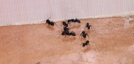 طرق فعّالة للتخلّص من النمل في المنزل