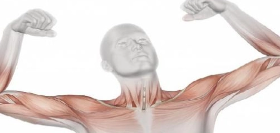 أسباب ضمور العضلات: أنواعها وعلاجها