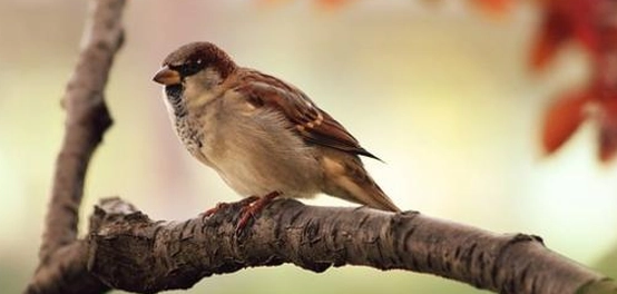 أشعار عربية عن الطيور