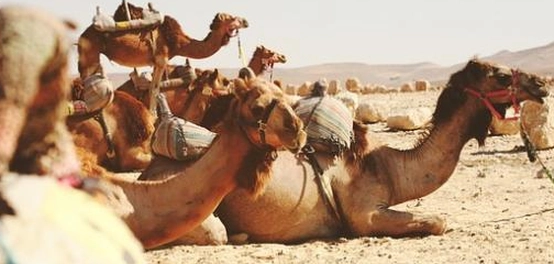 قصائد بشار بن برد الغزلية