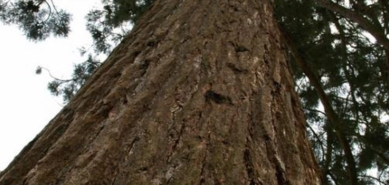 عملاق الغابات: رحلة إلى عالم شجرة السيكويا