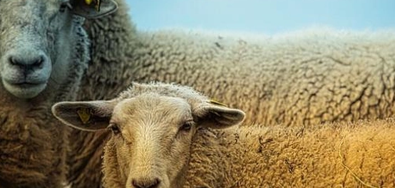 شروط وجوب أضحية العيد