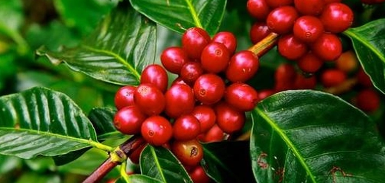 البرازيل: رائدة عالمياً في إنتاج البن