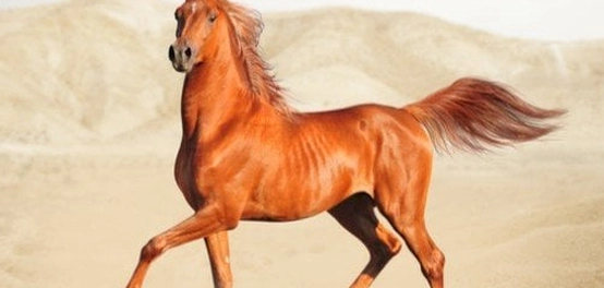 سلالات الخيل العربي الأصيل: تاريخها وخصائصها المتنوعة