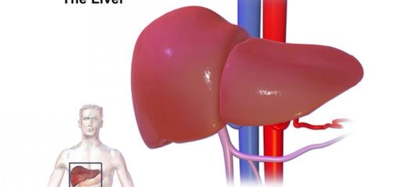 مخاطر التبرع بجزء من الكبد: دليل شامل للمتبرعين