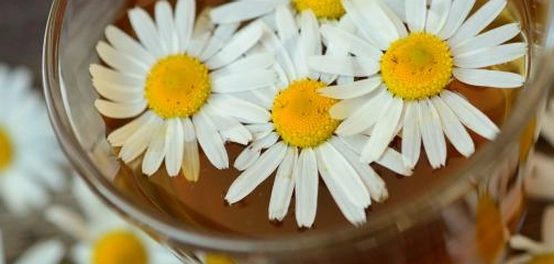 حذر: البابونج والحمل &#8211; دراسة شاملة