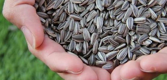 الآثار الجانبية المحتملة لبذور عباد الشمس