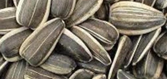 الآثار الجانبية المحتملة لبذور دوار الشمس