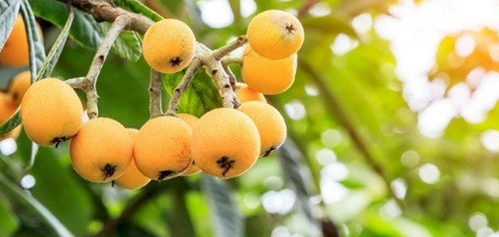 أفضل خيارات نباتات الزينة الخارجية