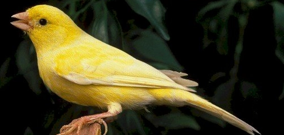 دليل شامل لرعاية الكناري وتغذيته