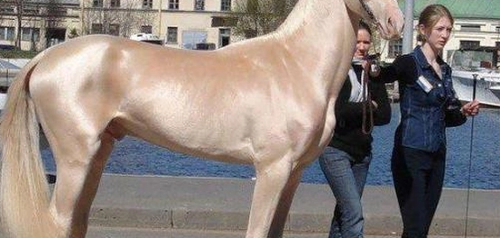 أروع سلالات الخيول على مر العصور