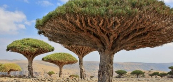 أعجب الأشجار على وجه الأرض
