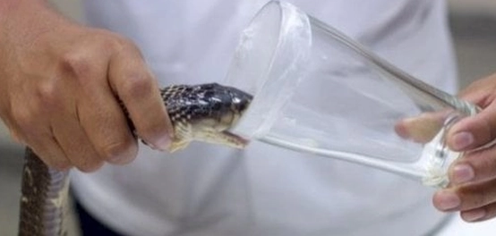 مهن غريبة وعجيبة حول العالم