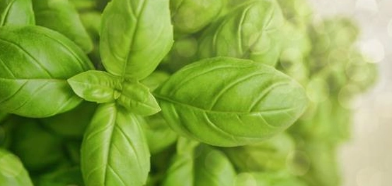 علاج حصى الكلى بالأعشاب والمشروبات