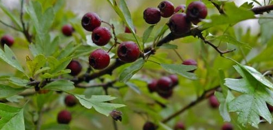 علاج ارتفاع الكوليسترول بالأعشاب والغذاء