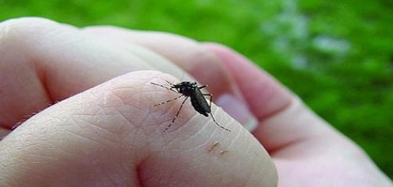 دليل شامل لحمى الضنك: الأعراض، الأسباب، الوقاية والعلاج