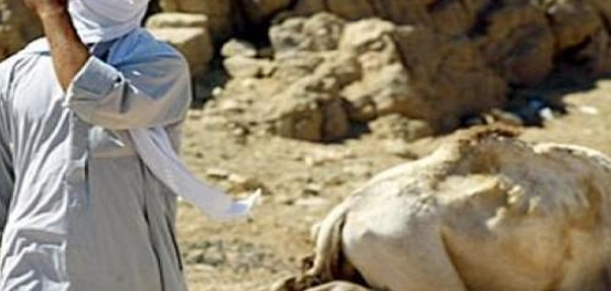 كلمات عن شهامة الرجال