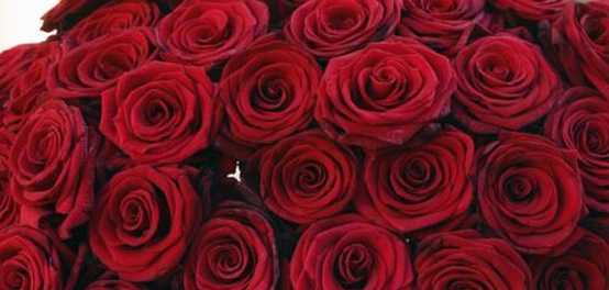 خواطر وعبارات عن الورد