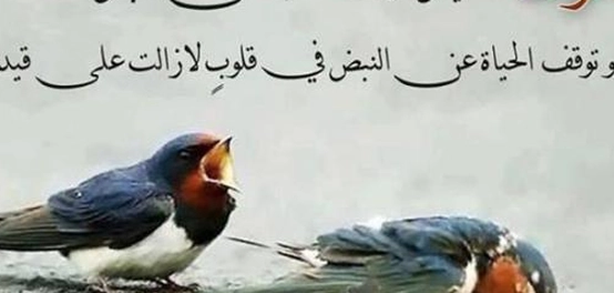 أقوالٌ حكيمةٌ عن الحياة والممات