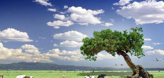 حكمةٌ بيئيةٌ: خواطرٌ وتأملاتٌ في حماية كوكبنا