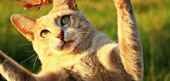 وجبات منزلية صحية لقططك