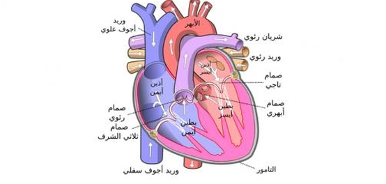أكبر أوردة الجسم البشري